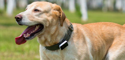 pawfit device on golden labrador