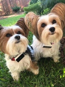 Picture of two yorkies who are friends