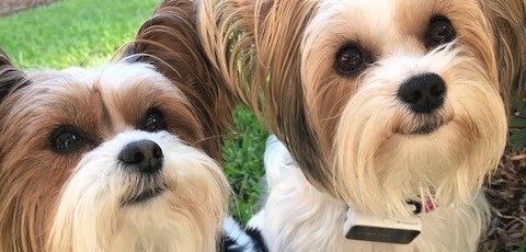 Picture of two yorkies who are friends