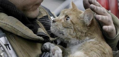 firefighter with cat