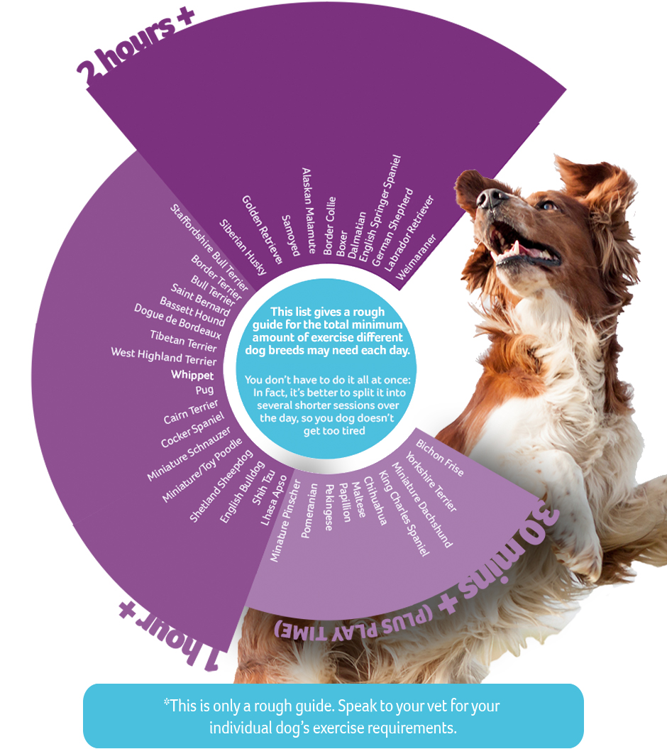 http://blog.mypawfit.com/wp-content/uploads/2020/02/dog-exercise-time-chart-v5.jpg