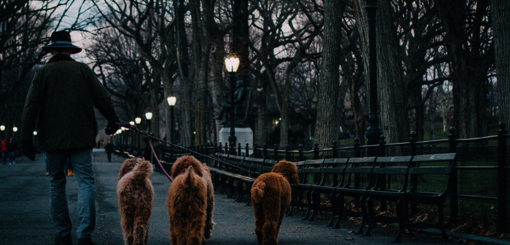 A man walking 3 dogs in a park on a winter evening