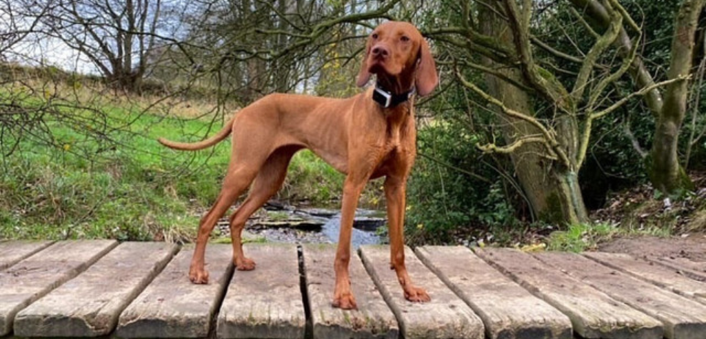 A dog in the woods wearing a Pawfit 2 tracking device