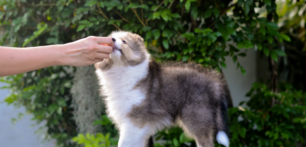 Puppy eating a treat from a human's hand