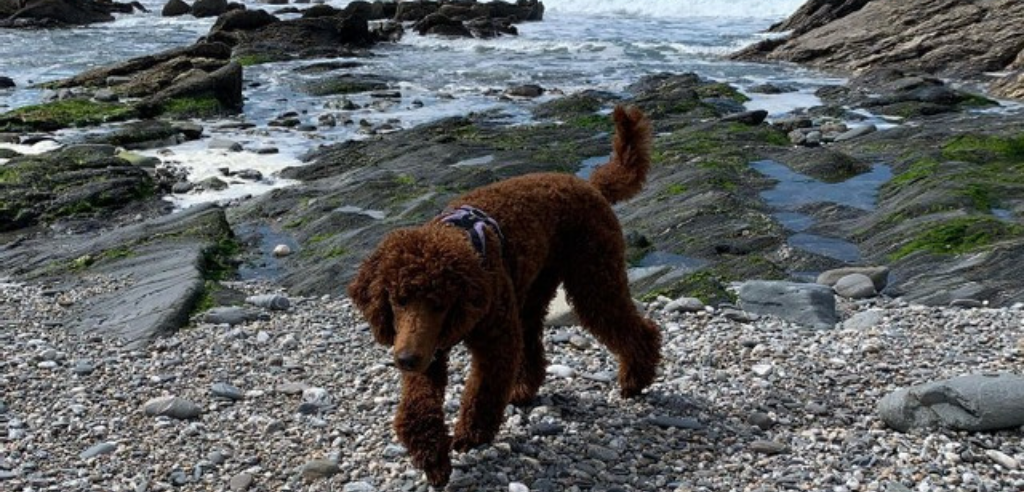 A brown standard size poodle walking on pebbles next to the sea shore